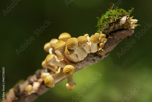 Tableau sur toile Edible mushrooms on green background in a forest