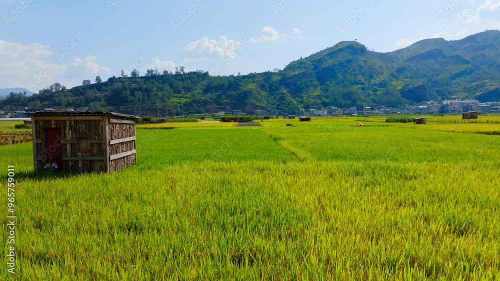 Golden rice field, rice, small house in the rice field 4K real shot Golden rice field, rice, small house in the rice field 4K real shot