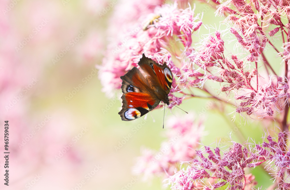 butterfly peacock on pink flower on colorful background butterfly peacock on pink flower on colorful background
