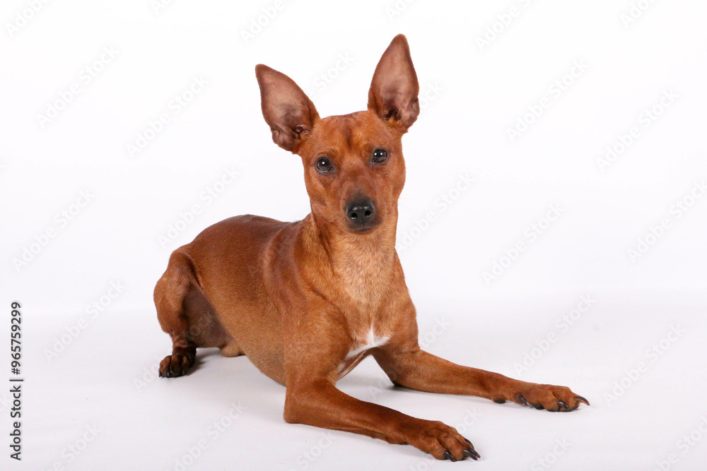 small brown miniature pinscher lying on a white background in the studio small brown miniature pinscher lying on a white background in the studio