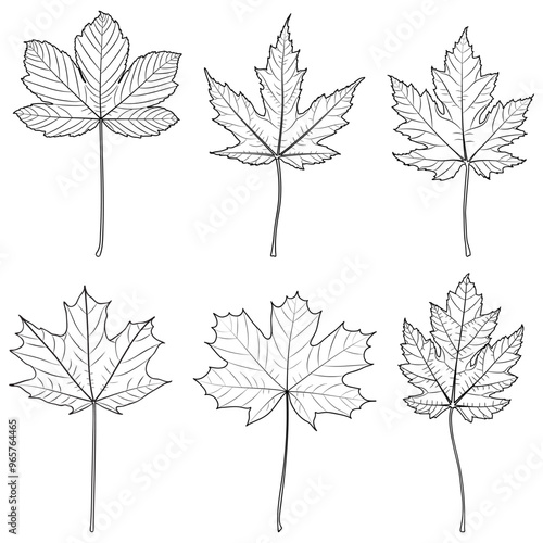 Maple Tree Outline Leaves