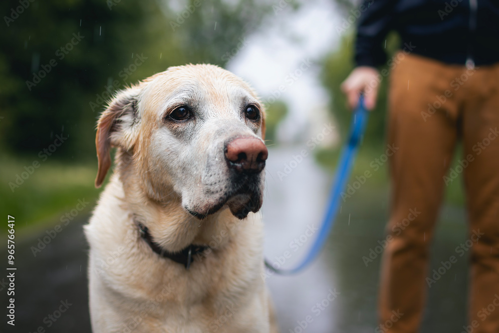 Dog walk in rain. Pet owner holding wet labrador retriever on leash.. Dog walk in rain. Pet owner holding wet labrador retriever on leash..
