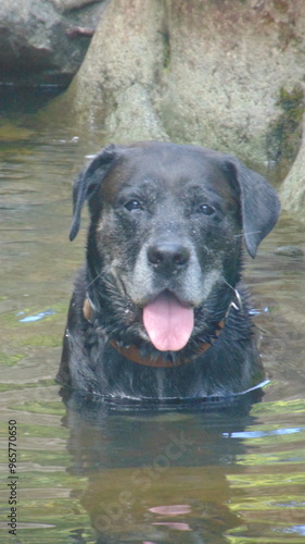 Portrait d'un beau chien noir assis dans la rivière