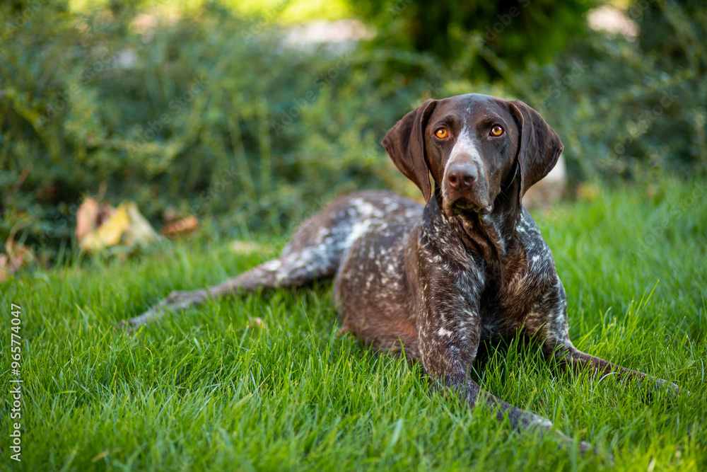 Brown with white patches female Kurzhaar lies on a green lawn Brown with white patches female Kurzhaar lies on a green lawn