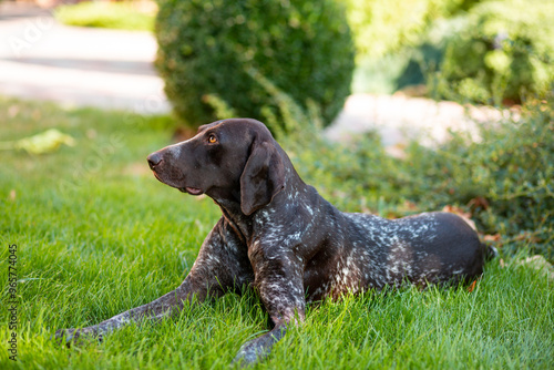 Brown with white patches female Kurzhaar lies on a green lawn