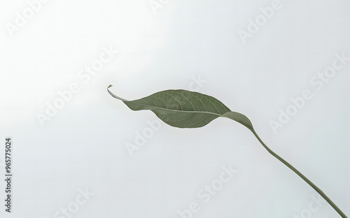 Single Green Leaf on White Background photo