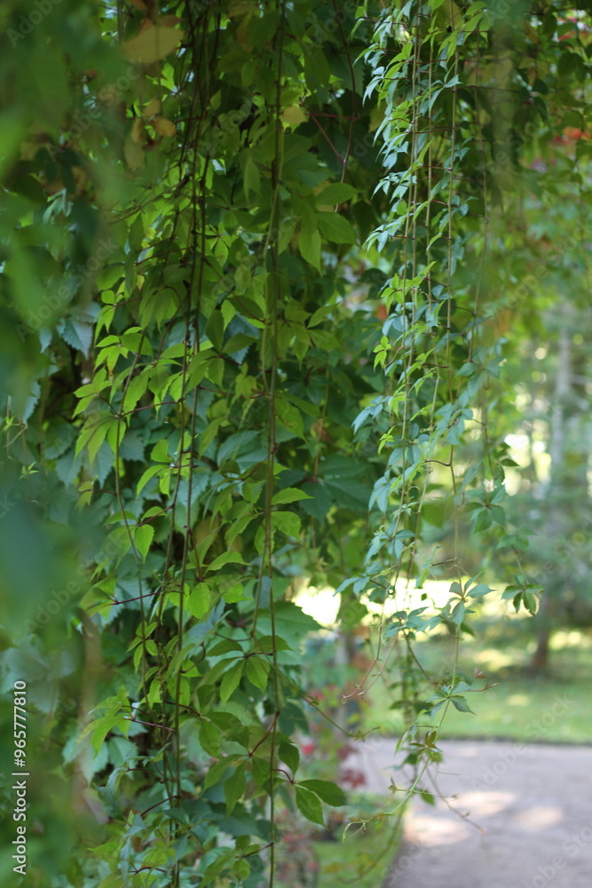 Fototapeta premium Grape leaves hanging down on blurred green background of grass and wall