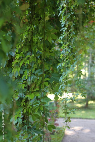 Grape leaves hanging down on blurred green background of grass and wall