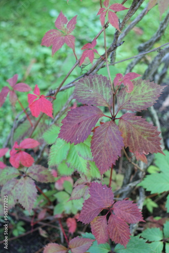 Red grape leaves on blurred green grass background