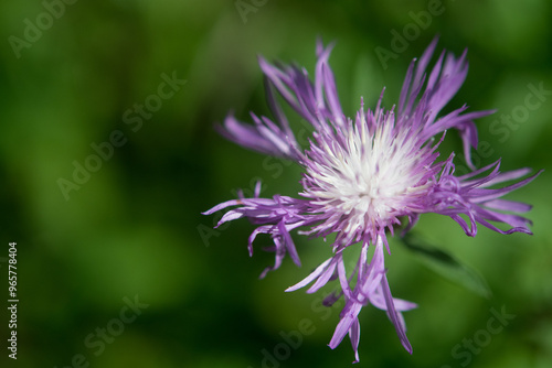 Purple wildflower with green background photo