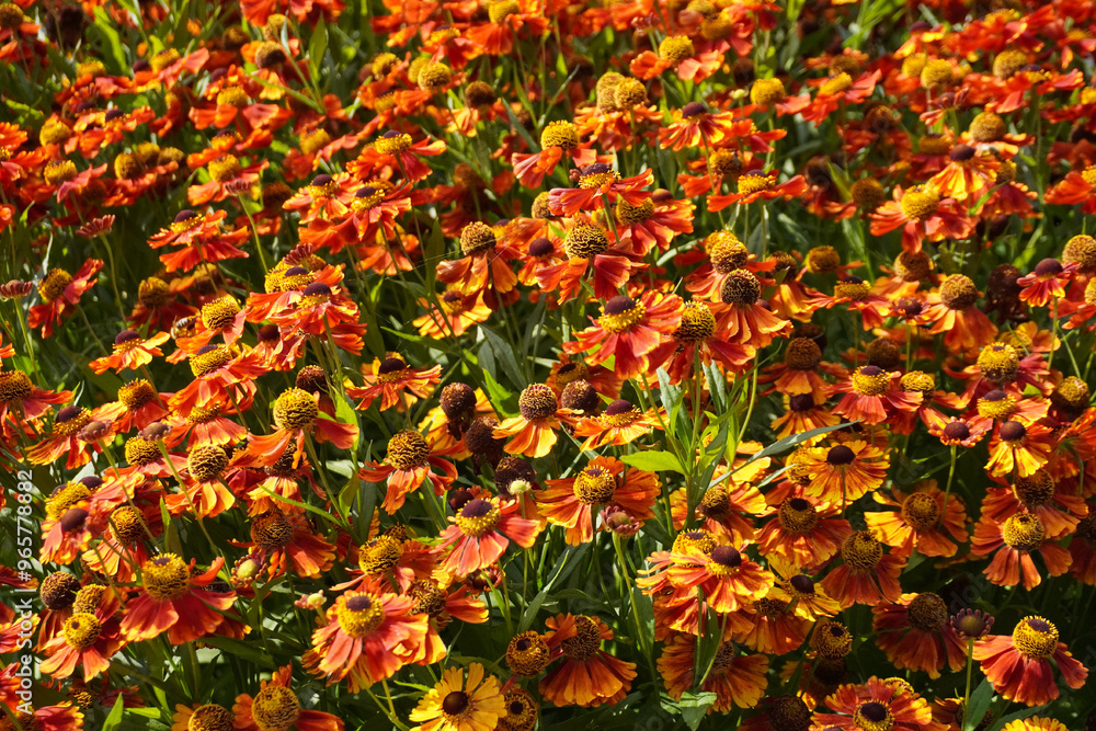 Helenium orange. floral backdrop. bush blooming in the garden, an abundance of flowers and buds. Helenium orange. floral backdrop. bush blooming in the garden, an abundance of flowers and buds.