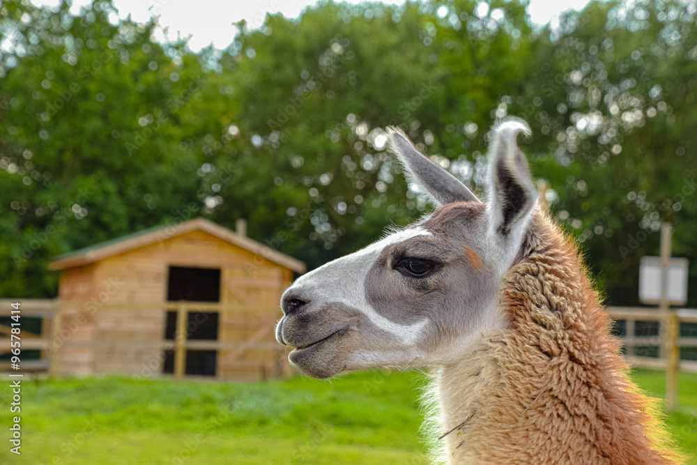 Obraz premium Closeup on a llama at the zoo