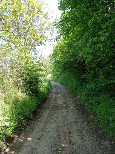 Path among blooming greenery in spring Carpathian forest, Transcarpathia, Ukraine