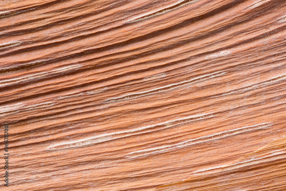 Close-up texture of birch bark cherry tree native to China Close-up texture of birch bark cherry tree native to China