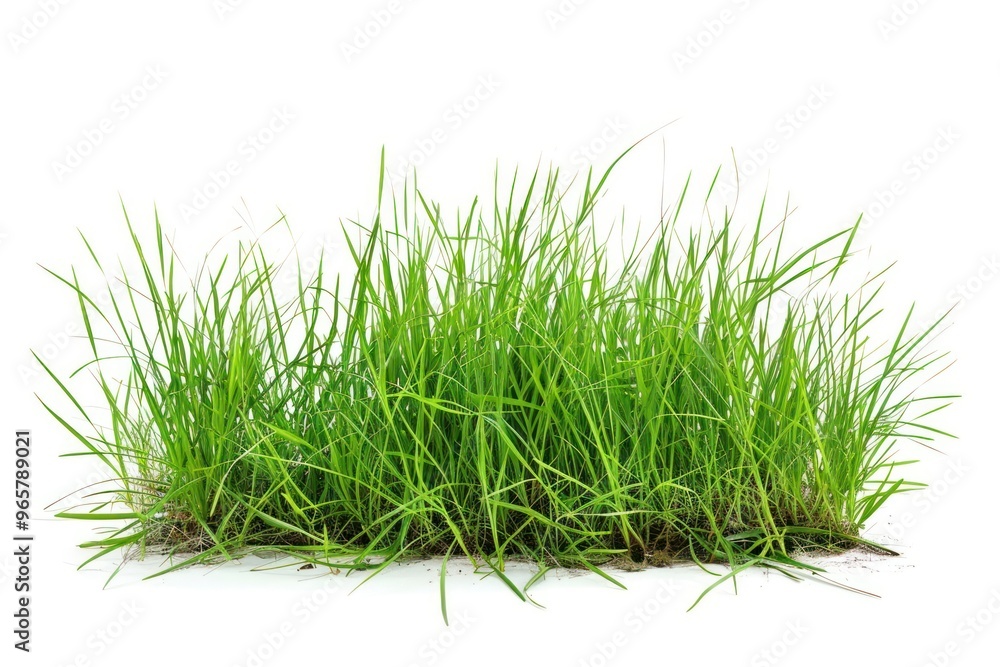 Grass garden plant lawn white background. Grass garden plant lawn white background.