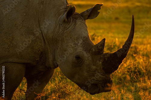 Majestic rhino at sunset in Nakuru National Park photo