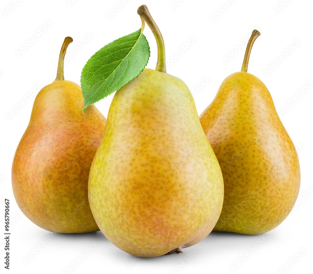 Pear isolated png. Three yellow pears with red side on transparent background. PNG format. Pear with no background. Full depth of field. Pear isolated png. Three yellow pears with red side on transparent background. PNG format. Pear with no background. Full depth of field.