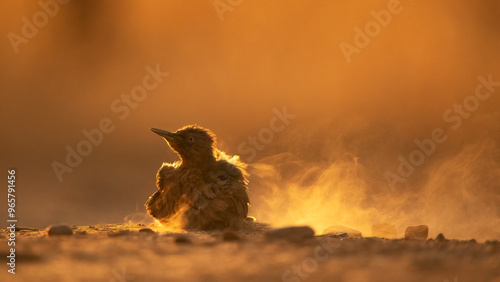 Young European Green Woodpecker basking in golden sunlight on dusty ground photo