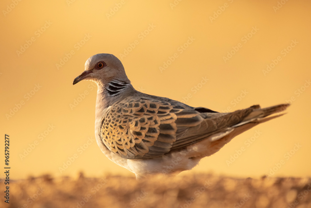 European turtle dove perched in natural habitat