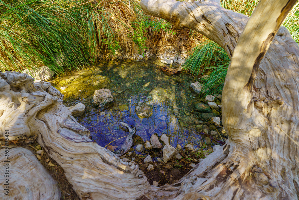 Ein Gedi spring, in Ein Gedi Nature Reserve