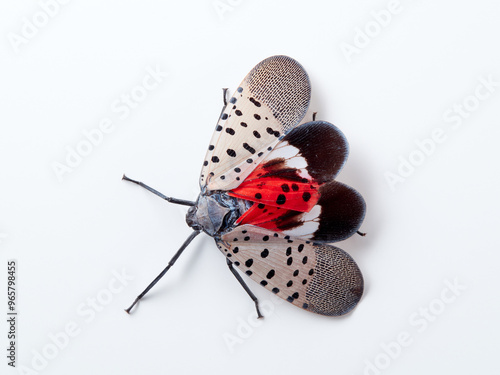 Spotted lanternfly in a white background. Lycorma delicatula.