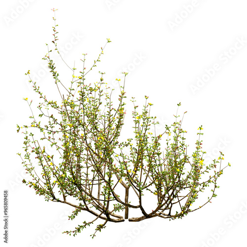3D Rendering Creosote Bush on White