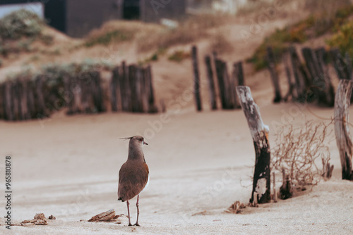 Southern lapwing bird on the beach photo