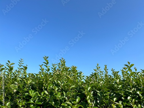 In the two-part photograph, the blue sky can be seen at the top and a green hedge at the bottom