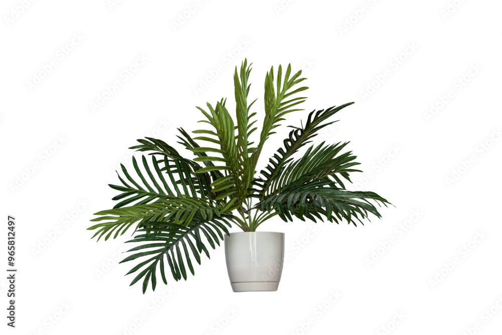 decorative palma in pot isolated on white background decorative palma in pot isolated on white background