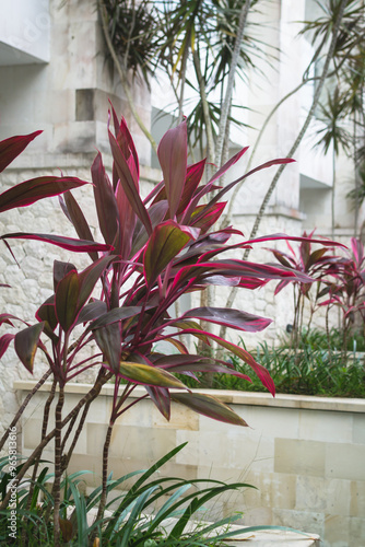 flower in the garden