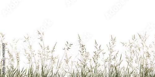 A patch of grass with long stalks and brown seeds on a white background.