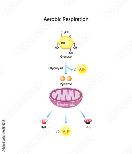 Aerobic Cellular Respiration. Glycolysis. Mitochondria, energy production. Scientific Vector Illustration.