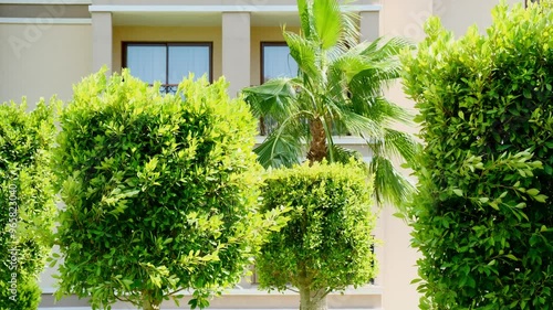 Green garden of well-groomed decorative trees by a stylish private home. Green area near the terrace of the townhouse.
