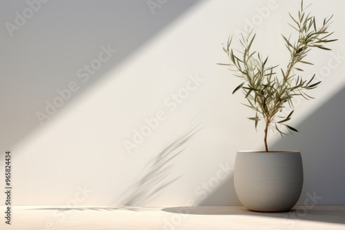 Olive tree architecture windowsill cookware.