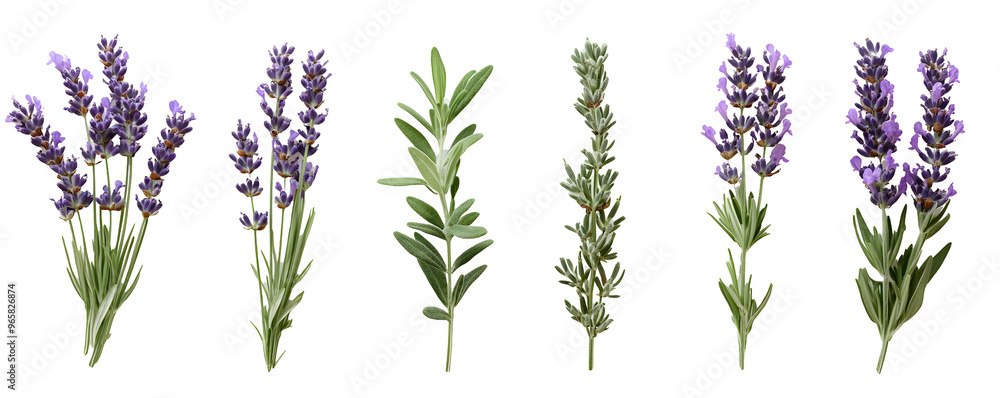 Five Sprigs of Lavender and Herbs Arranged on a Transparent Background PNG Five Sprigs of Lavender and Herbs Arranged on a Transparent Background PNG