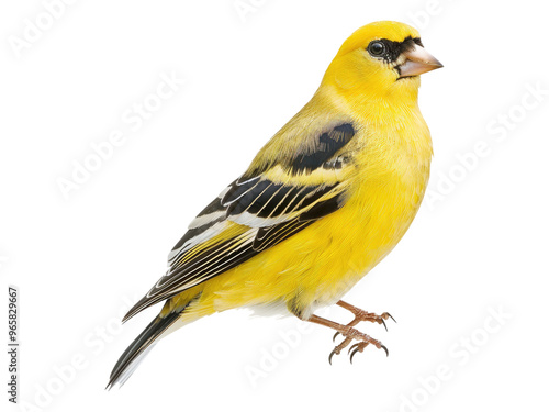 American gold finch. Isolated PNG