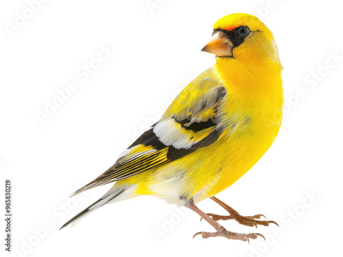 American gold finch. Isolated PNG