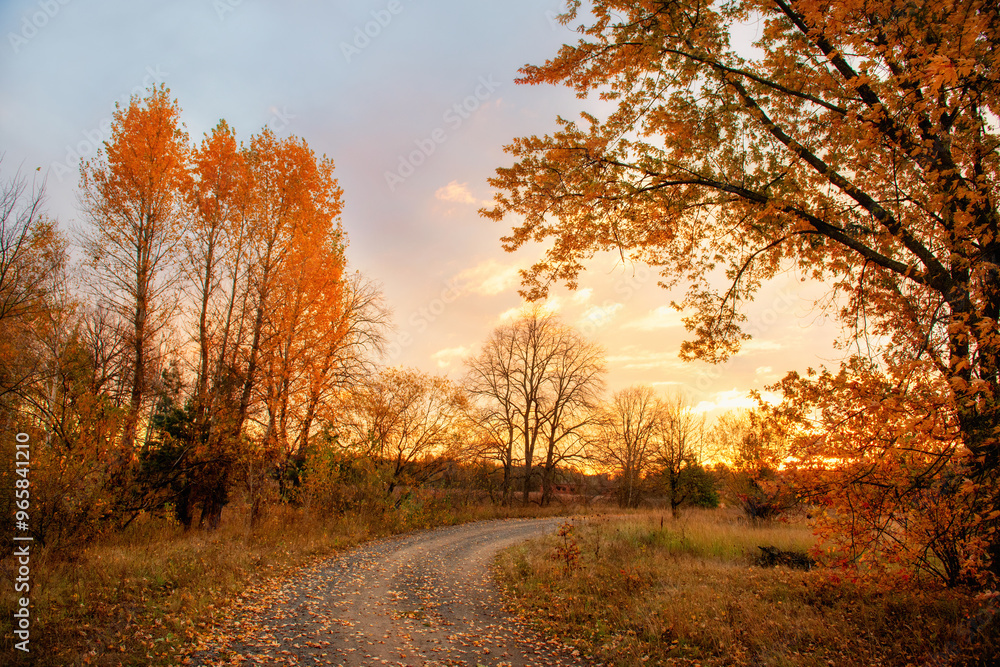 dirt road among yellow trees early in the morning in gentle sunlight. dirt road among yellow trees early in the morning in gentle sunlight.