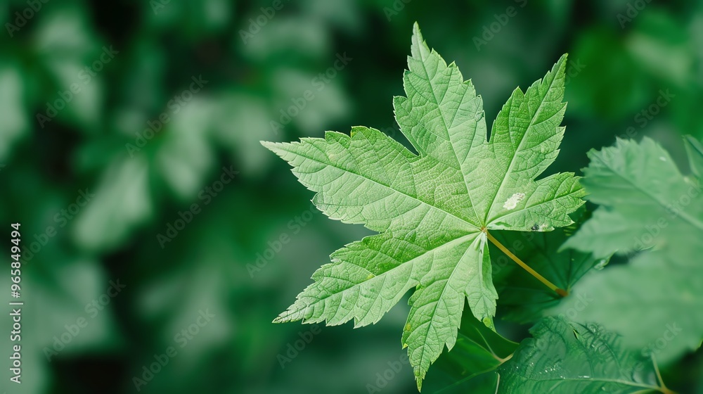 Single green leaf in a dense forest background, green leaf, deep nature Single green leaf in a dense forest background, green leaf, deep nature