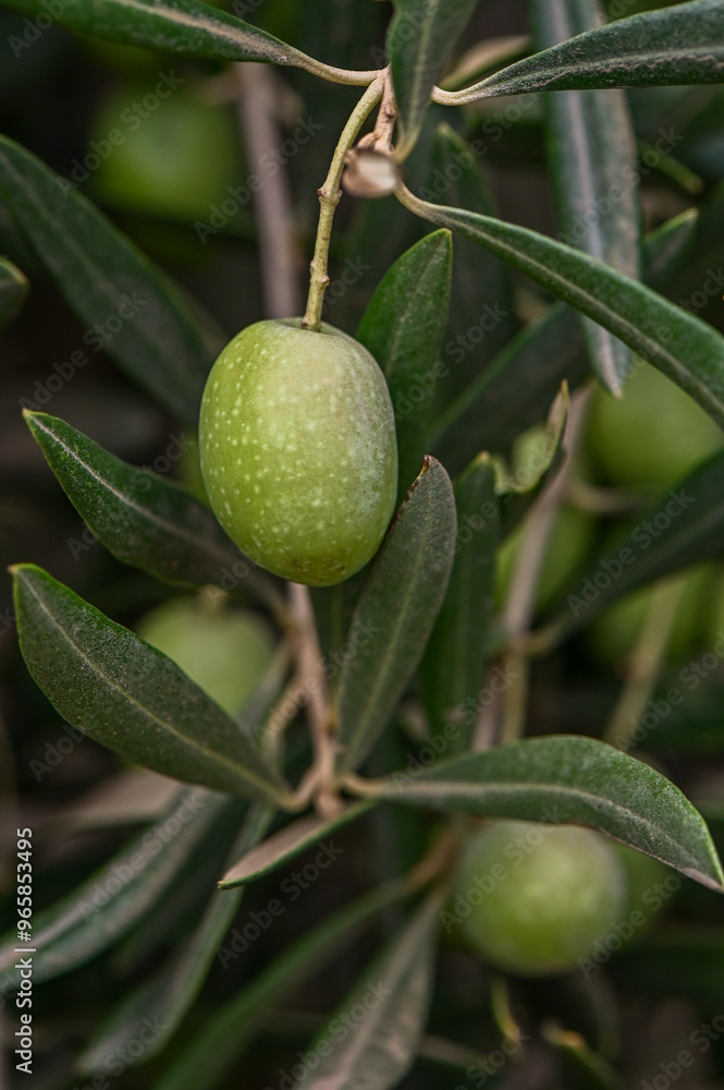 Close up of fresh green olives hanging on olive tree branch on sunny day Close up of fresh green olives hanging on olive tree branch on sunny day