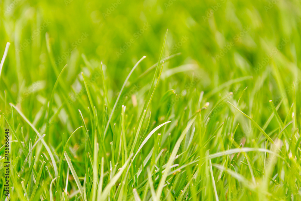 Fresh green grass macro background Fresh green grass macro background