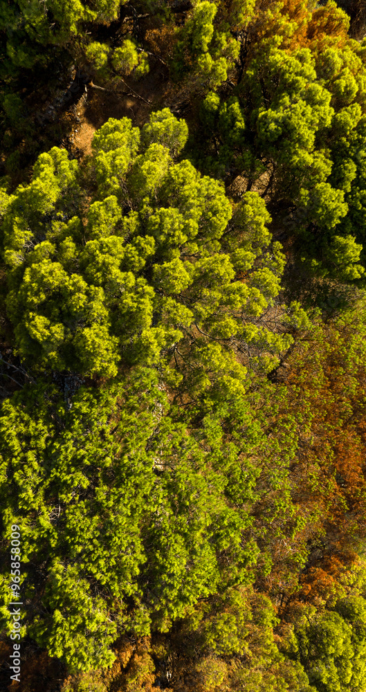 Aerial view on trees in a forest. Aerial view on trees in a forest.