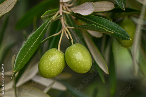 Wallpaper Mural Close-Up of Olives growing on tree Torontodigital.ca