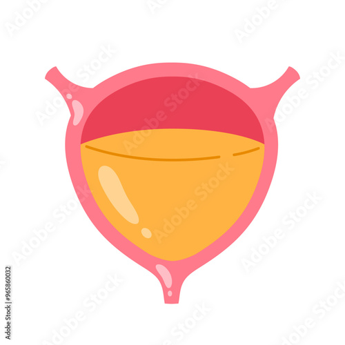 Human full bladder. Internal organ. Urinary system. Body anatomy, biology and medicine concept. Isolated vector illustration in cartoon style
