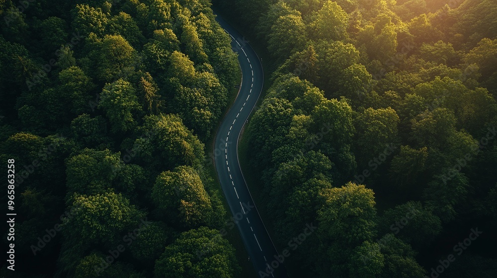 Curved road through lush green forest