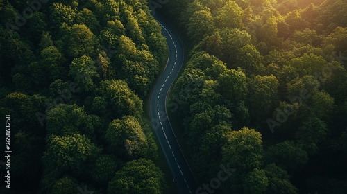 Curved road through lush green forest