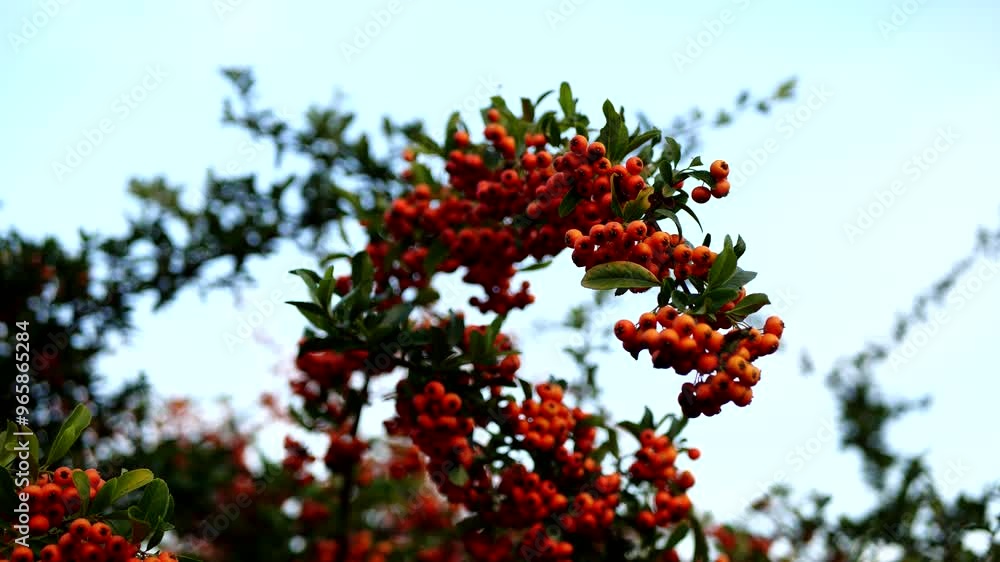scarlet firethorn, Pyracantha, red firethorn scarlet firethorn, Pyracantha, red firethorn