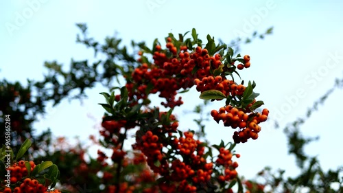 scarlet firethorn, Pyracantha, red firethorn photo