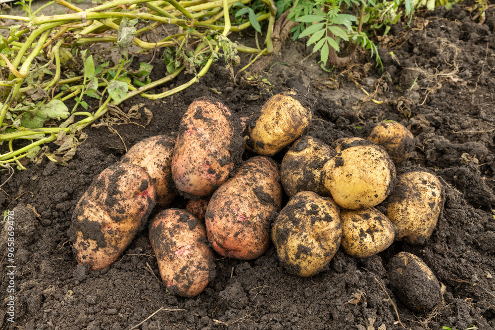 Potatoes dug out of the ground. Harvest. Growing vegetables in the garden. Potato pile. Potatoes dug out of the ground. Harvest. Growing vegetables in the garden. Potato pile.