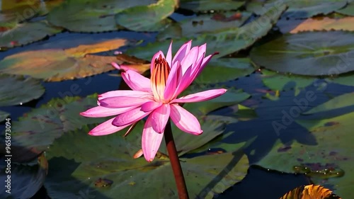 Pink Water Lily in Bloom.